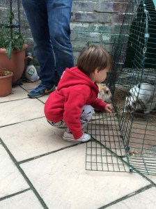 ending the day helping dada clean out the 'babbits'